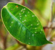 Leaf